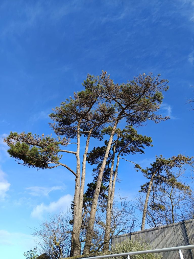 img 20260201 wa00061371134971237881623